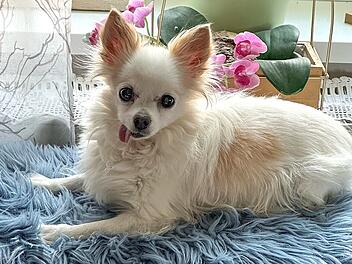 Lauf: Hund Dolfi (13) drohte die Einschläferung - Tierärztin rettet ihn Lauf: Hund Dolfi (13) drohte die Einschläferung - Tierärztin rettet ihn