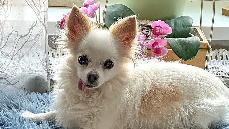 Lauf: Hund Dolfi (13) drohte die Einschläferung - Tierärztin rettet ihn