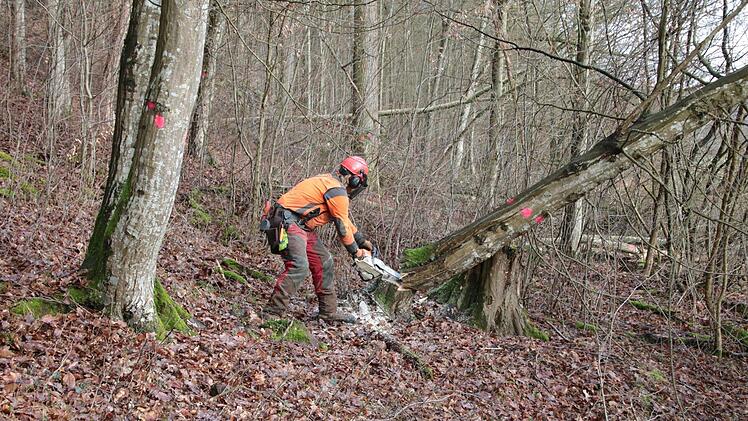 Eindrücke von den Fällarbeiten. Foto: Ralf Ruppert