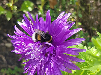 Universität Würzburg veröffentlicht neue Erkenntnisse über Wildbienen
