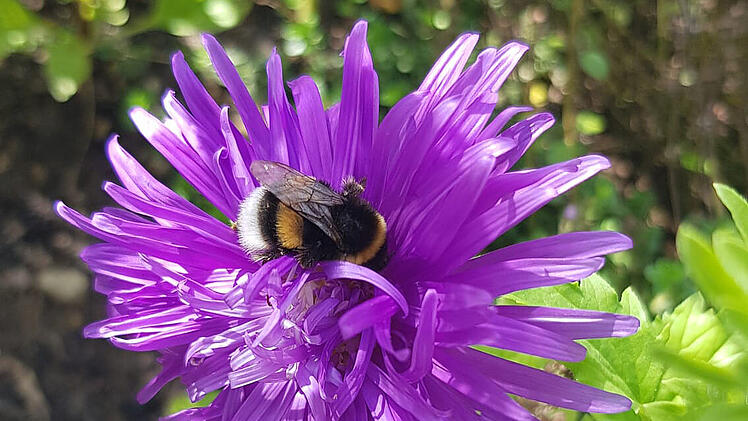 Universität Würzburg veröffentlicht neue Erkenntnisse über Wildbienen