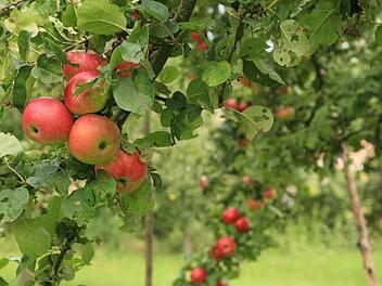 Apfelbaeume.jpg