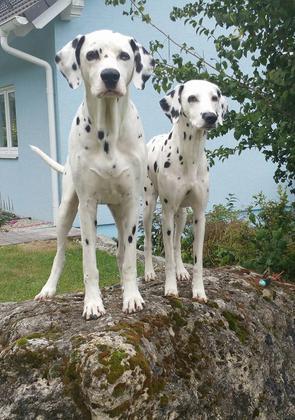 Foto: Binchen Humm