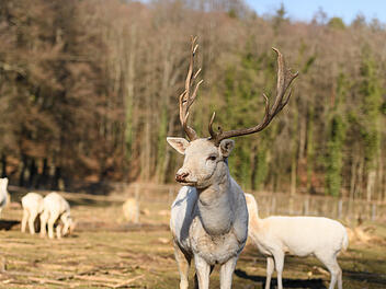 Bad Kissingen: Freier Eintritt im Wild-Park Klaushof - Stadt lädt Schulanfänger ein Bad Kissingen: Freier Eintritt im Wild-Park Klaushof - Stadt lädt Schulanfänger ein
