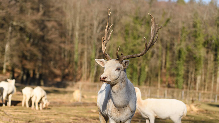 Bad Kissingen: Freier Eintritt im Wild-Park Klaushof - Stadt l&auml;dt Schulanf&auml;nger ein