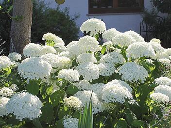 Die Schneeballhortensie "Annabelle"Foto: Jupp Schröder