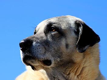 Ein Hund hat einer Frau in Hemhofen (Kreis Erlangen-H&ouml;chstadt) in den Oberk&ouml;rper gebissen. Die Frau musste ins Krankenhaus gebracht werden, der Hund kam ins Tierheim.  Symbolbild: pixabay