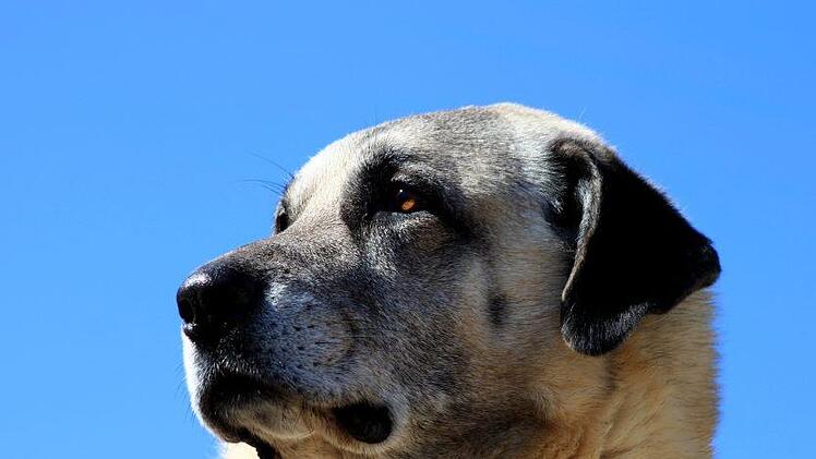 Ein Hund hat einer Frau in Hemhofen (Kreis Erlangen-H&ouml;chstadt) in den Oberk&ouml;rper gebissen. Die Frau musste ins Krankenhaus gebracht werden, der Hund kam ins Tierheim.  Symbolbild: pixabay