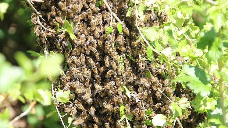Die Feromone der Königin halten den Schwarm zusammen.  Foto: Friedwald Schedel