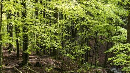 In der Kaskadenschlucht. Foto: Jürgen Hüfner