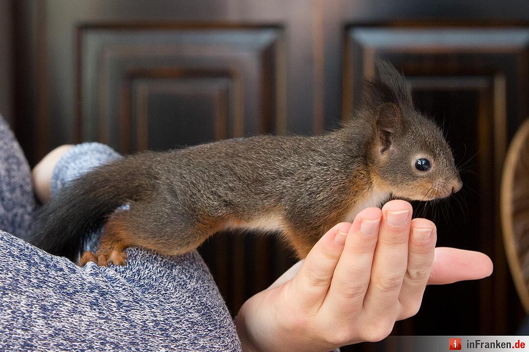 Eichhörnchen-Auffangstation