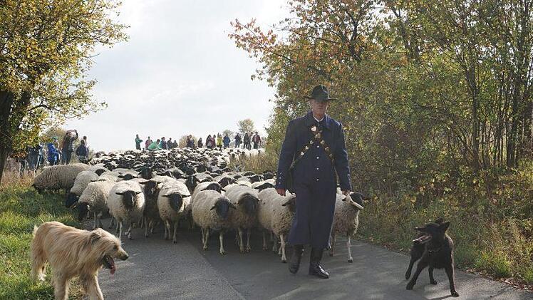 Weideabtrieb in Ginolfs. Foto: Marion Eckert