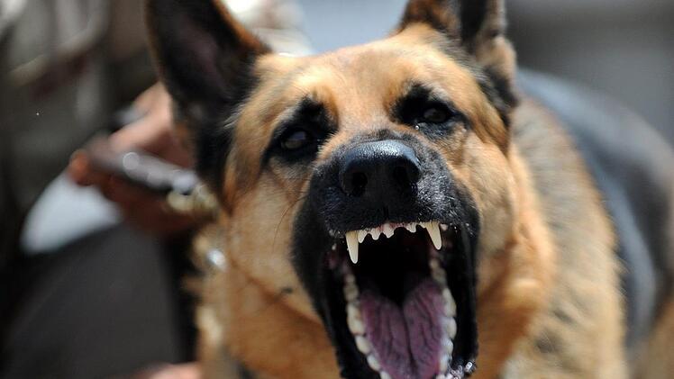 Der Hund schlug aus heiterem Himmel zu. Symbolfoto: pixabay/skeeze