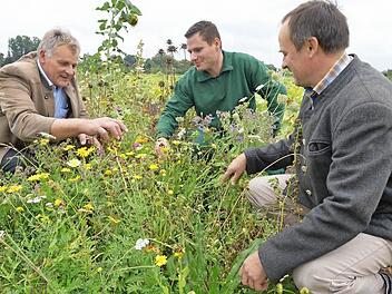 Wildblumen als Streifen zwischen den Kulturen: Was hier im Bamberger Gemüsebauversuchsbetrieb Ernährungsamtsleiter Andreas Knorr, Betriebsleiter Peter Gäcklein und der Leiter des Fachzentrums Ökologischer Landbau in Bamberg, Bernhard Schwab (von links), bewundern, wird inzwischen auch oft schon in der konventionellen Landwirtschaft angewendet. Foto: Ronald Rinklef