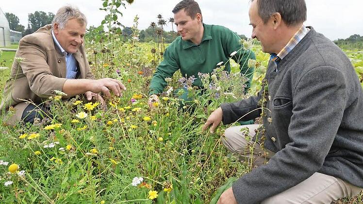 Wildblumen als Streifen zwischen den Kulturen: Was hier im Bamberger Gemüsebauversuchsbetrieb Ernährungsamtsleiter Andreas Knorr, Betriebsleiter Peter Gäcklein und der Leiter des Fachzentrums Ökologischer Landbau in Bamberg, Bernhard Schwab (von links), bewundern, wird inzwischen auch oft schon in der konventionellen Landwirtschaft angewendet. Foto: Ronald Rinklef