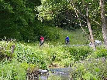 Inzwischen ist das große Wehr an der Aschach, das rekonstruiert werden soll, ziemlich dicht zugewachsen. Die Baumstümpfe stammen von den Erlen und Weiden, die hier im Februar gefällt wurden. Fotos: Kathrin Kupka-Hahn