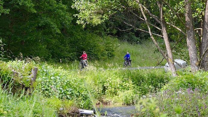Inzwischen ist das große Wehr an der Aschach, das rekonstruiert werden soll, ziemlich dicht zugewachsen. Die Baumstümpfe stammen von den Erlen und Weiden, die hier im Februar gefällt wurden. Fotos: Kathrin Kupka-Hahn