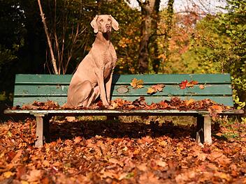 Voll in Pose: Dieser Hund scheint die letzten warmen Herbstsonnenstrahlen zu genießen. Amelie Geiger/dpa
