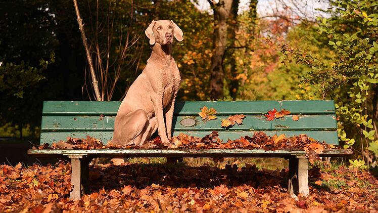 Voll in Pose: Dieser Hund scheint die letzten warmen Herbstsonnenstrahlen zu genießen. Amelie Geiger/dpa