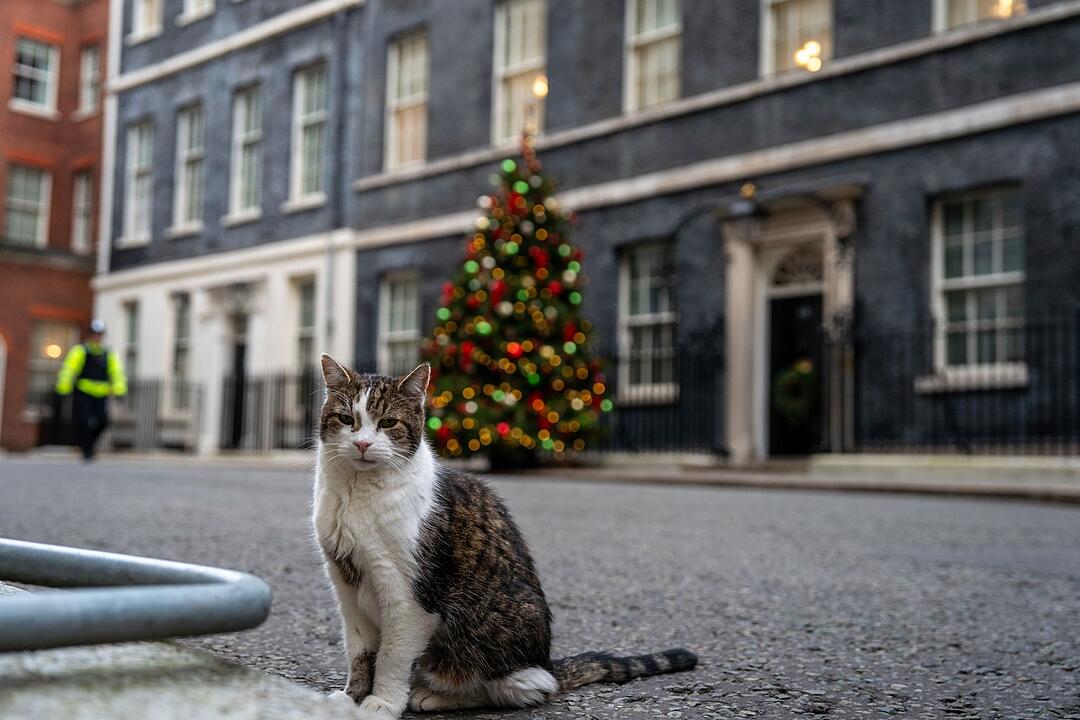 Larry die Katze in der Downing Street