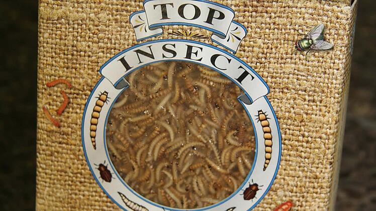 Die Frostinsekten sind teuer, sind aber für die Jungvögel die beste Nahrung.