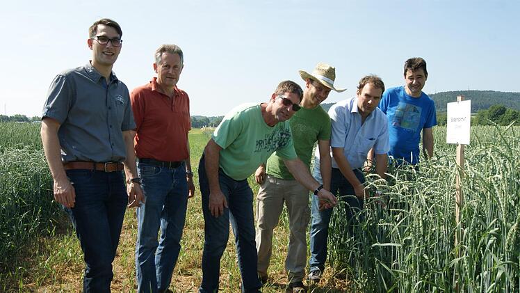 Freuen sich auf viele Besucher beim Landbautag am Freitag, 8. Juni (von links): Jan R&ouml;ger (AELF Bad Neustadt), Rainer Schubert (AELF Karlstadt), Norbert G&ouml;tz (Vorsitzender Verband f&uuml;r landwirtschaftliche Fachbildung), Sebastian Ries (Erzeugerring W&uuml;rzburg), Stefan Karch (Erzeugerring W&uuml;rzburg) und Jochen Then (Landwirt), die hier eine Dinkelsorte in der Bl&uuml;hphase zeigen. Foto: Kristina Kunzmann