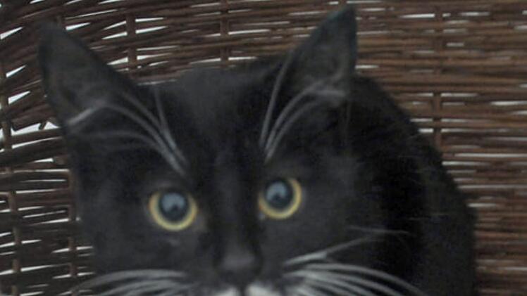 Tierheim Hof: Katzen-Geschwister "hatten noch nie ein Zuhause" - jetzt brauchen sie Zuwendung
