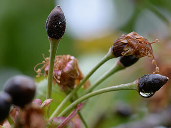 Frostsch&auml;den in S&uuml;dbaden