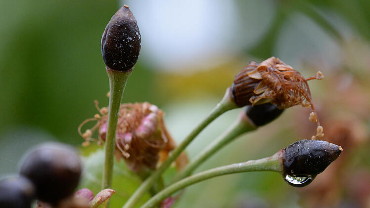 Frostsch&auml;den in S&uuml;dbaden