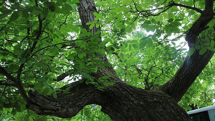 Über 150 Jahre alt ist der Nussbaum im Garten hinter der Fuchsenmühle.Matthias Einwag
