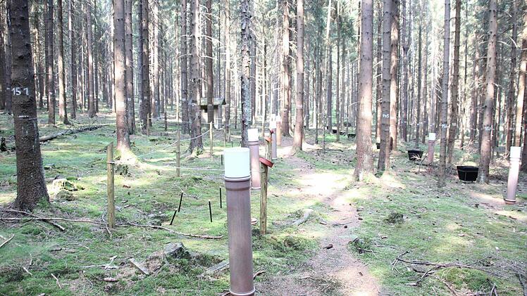 Das eingezäunte 50 mal 50 Meter große Waldstück ist mit zahlreichen Messeinrichtungen ausgestattet. In den Rohren wird der Niederschlag gemessen, in den schwarzen Kübeln werden herabfallende Nadeln gesammelt. Alle Bäume sind markiert, um den Zuwuchs zu ermitteln.  Foto: Friedwald Schedel