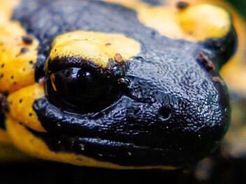 Feuersalamander sollen gemeldet werden