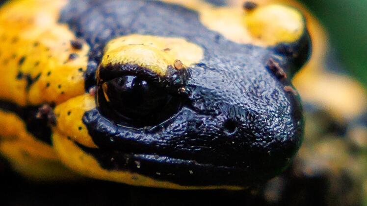 Feuersalamander sollen gemeldet werden