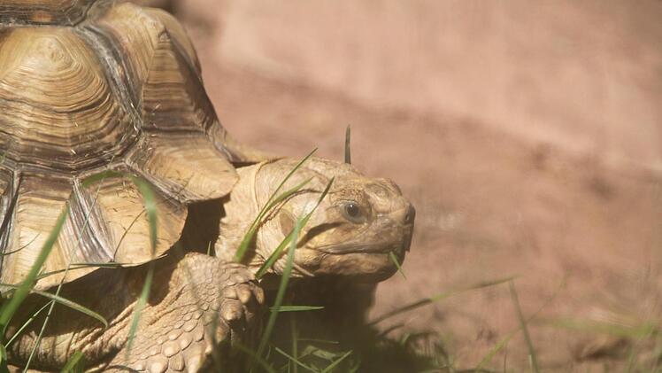 Schildkröten können sehr als werden - manche Arten sogar noch älter als Menschen. Foto: Ulrike Müller