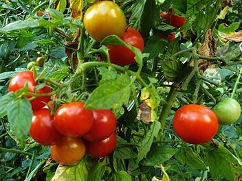 Reiche Ernte im eigenen Garten erspart das Einkaufen.Dagmar Besand
