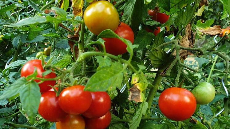 Reiche Ernte im eigenen Garten erspart das Einkaufen.Dagmar Besand