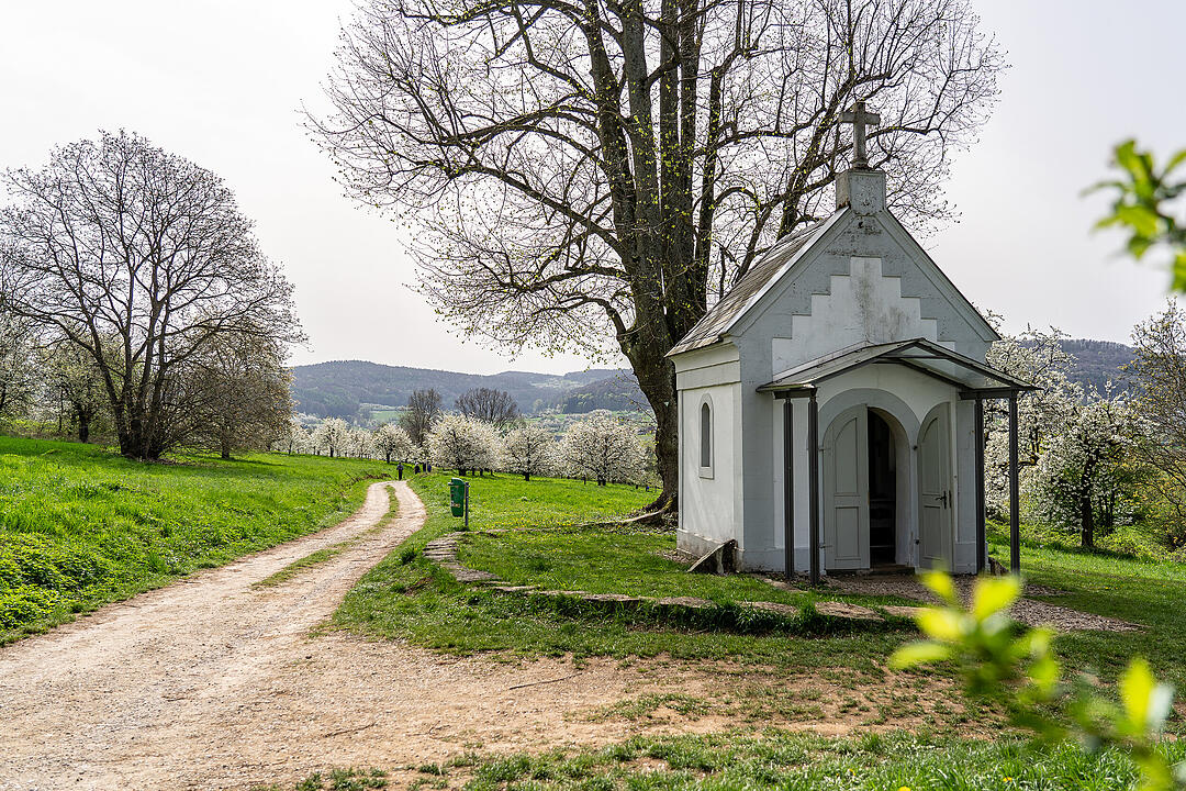 Unterwegs auf dem Kirschenweg.