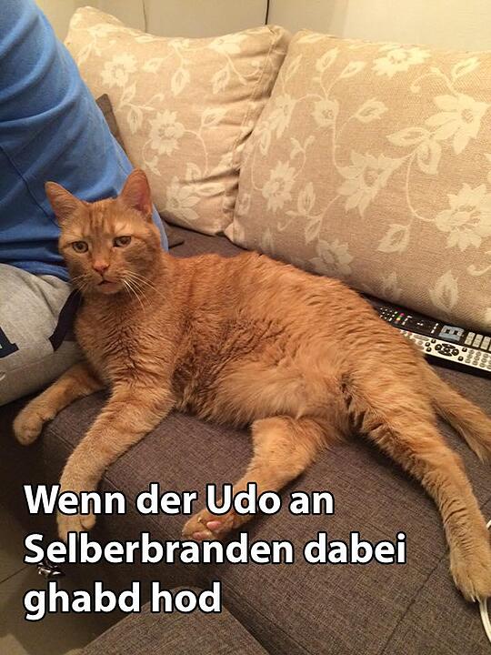 29 fränkische Katzen, die dich verstehen