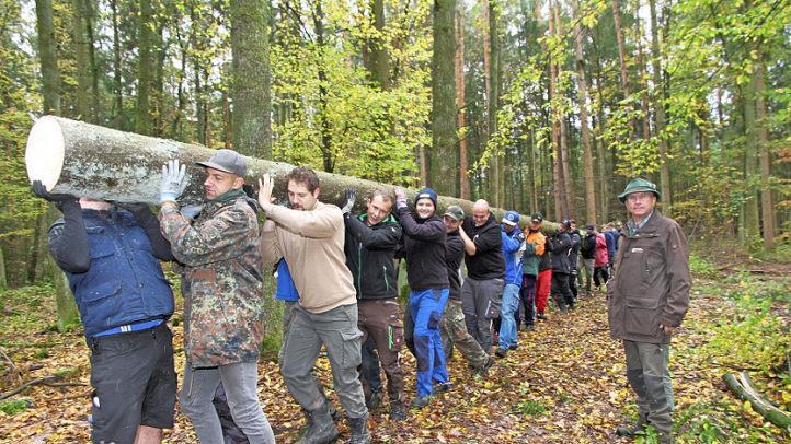 Förster Erich Daum ist dabei, als die Hallerndorfer Kerwasburschen den stattlichen Kirchweihbaum aus dem Staatswald holen.  Foto: Matthias Erlwein