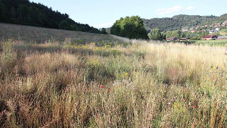 Jakobskreuzkraut an de Straße zwischen Friesen und Steinberg   Foto: Friedwald Schedel