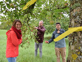Gelbe Bänder an fränkischen Obstbäumen: Was steckt dahinter? Gelbe Bänder an fränkischen Obstbäumen: Was steckt dahinter?