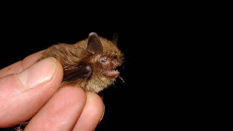 Die Nymphenfledermaus im Profil - Charakteristisch und ein gutes Unterscheidungsmerkmal zu den nächstverwandten Arten ist die stumpfe Schnauze. Foto: Jürgen Gerdes