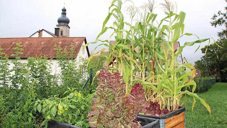 Bei der Hitze ist der Salat rausgeschossen. Essen kann man ihn nicht mehr, jetzt warten die Hobby-Gärtner auf die Blüten. Der Mais ist bunt.
