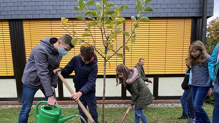 Der junge Münnerstädter Apfelbaum wird gepflanzt und angegossen (von links): Schülersprecher Thomas Wollein, Damien Shabou und Lina Lopez.