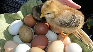 Gl&uuml;ckliche H&uuml;hner