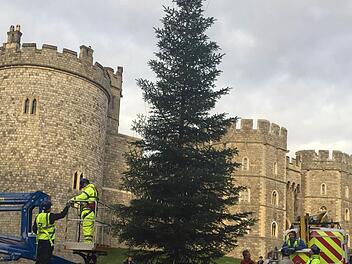 Der Coburger Weihnachtsbaum steht direkt vor Schloss Windsor. Foto: Michael Selzer/Stadt Coburg
