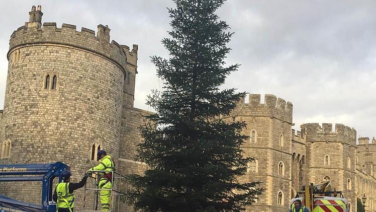 Der Coburger Weihnachtsbaum steht direkt vor Schloss Windsor. Foto: Michael Selzer/Stadt Coburg