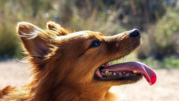 Kaufland: Hunde-Produkt wird unerwartet Kassenschlager
