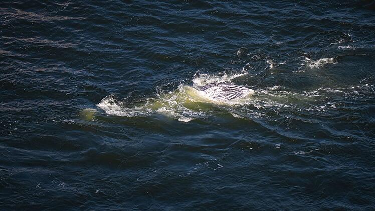 Wal ohne Lebenszeichen im Greifswalder Bodden entdeckt