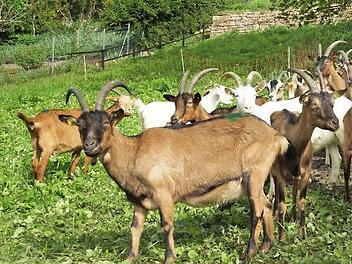 Über den Einsatz von Ziegen an der Steige wird weiter diskutiert.  Foto: Arkadius Guzy/Archiv